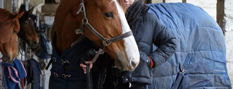 Adoption sauvetage cheval